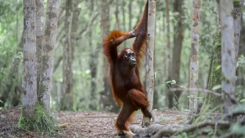 40 Fotos Hilárias da Vida Selvagem que Vão Fazer Seu Dia Melhor