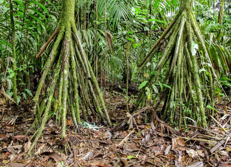 A Palmeira Que Anda: Desvendando o Mistério da Planta Que Parece Caminhar pela Floresta