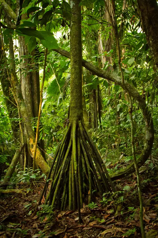 A Palmeira Que Anda: Mito ou Realidade? Desvendamos o Mistério da Amazônia