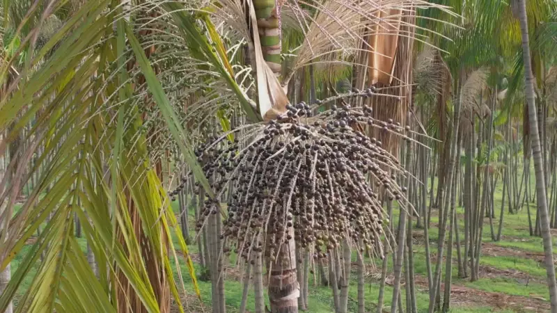 Açaí Paulista: Como Produtores de Sorocaba e Jundiaí Estão Revolucionando o Cultivo da 'Superfruta' Amazônica