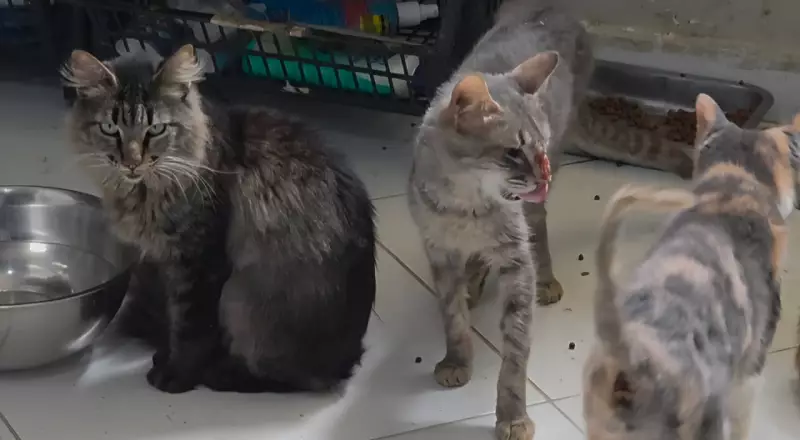 Abandono e Maus-Tratos: Cães e Gatos Resgatados de Abrigo Irregular no Rio Revelam Situação Chocante