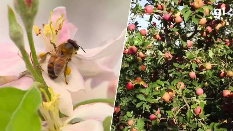 Abelhas Alugadas: A Revolução que Está Aumentando a Produção de Maçã no RS em 40%