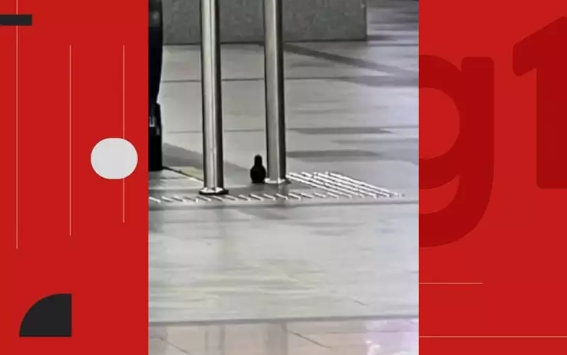 Aeroporto de Salvador em Alerta: Suspeita de Bomba Interrompe Operações e Gera Caos