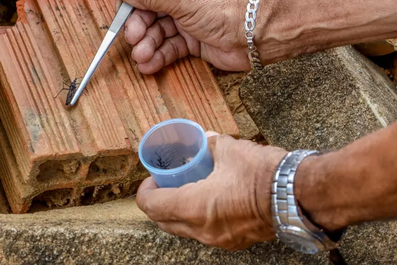 Alerta em Macapá: 36 Casos de Doença de Chagas Confirmados em 2025