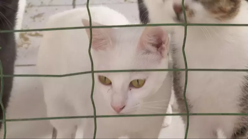 Alerta em Minas Gerais: Casos de violência contra animais disparam e acendem sinal vermelho