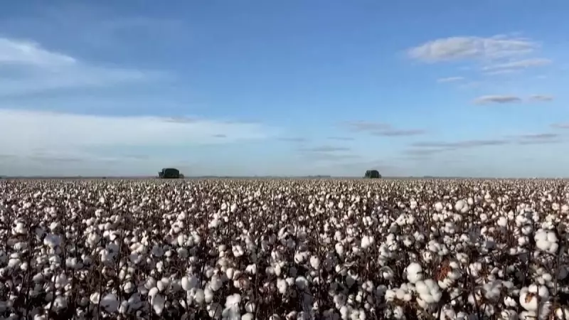 Algodão Brasileiro Acelera no Mercado Internacional com Processamento de Qualidade