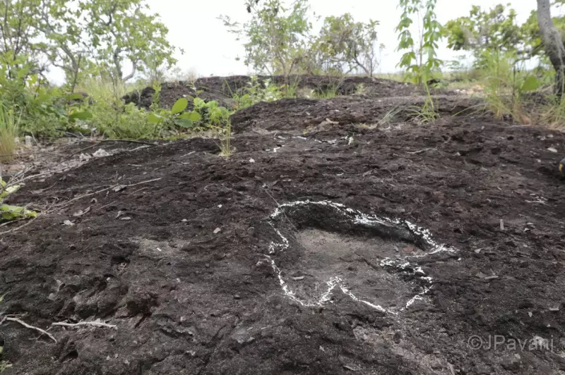 Amazônia Revela Segredos Pré-Históricos: Pegadas de Dinossauros de 100 Milhões de Anos Descobertas em Roraima