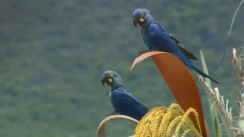 Arara-azul-de-lear ganha nova chance: projeto Biotravessia chega à Caatinga em soltura histórica