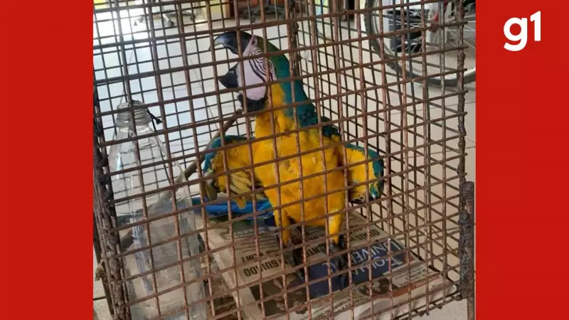 Arara-canindé é resgatada de cativeiro ilegal pelos Bombeiros em MT | Operação de salvamento