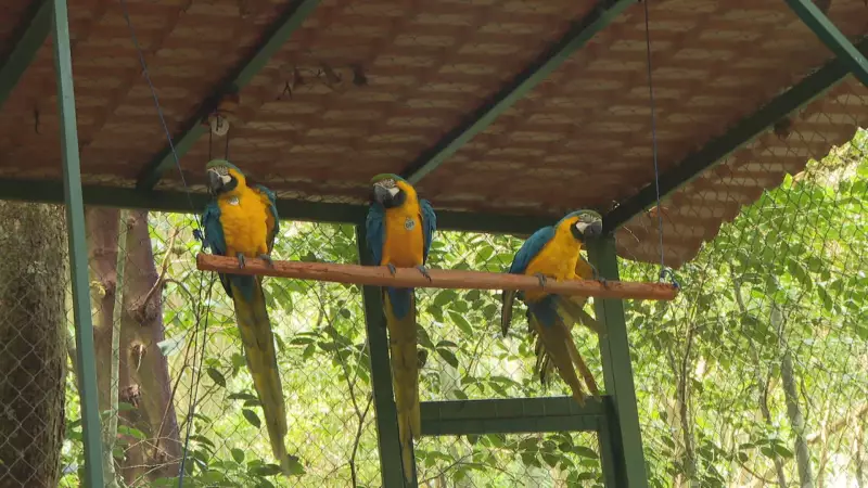 Arara-canindé retorna aos céus do Rio após décadas de ausência: um triunfo da conservação