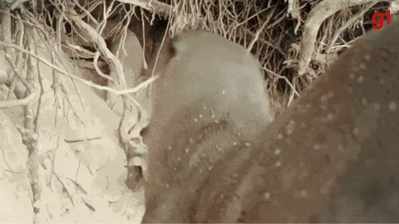 Ariranha leva 'chuva de terra' no Pantanal em cena hilária que viraliza nas redes