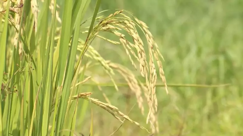 Arroz em Casca Despenca: Preço no RS Atinge Menor Patamar em Mais de 10 Anos