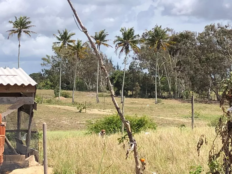 Ataque de cães Pitbull deixa prejuízo em galinheiro de São João da Barra: mais de dez aves mortas