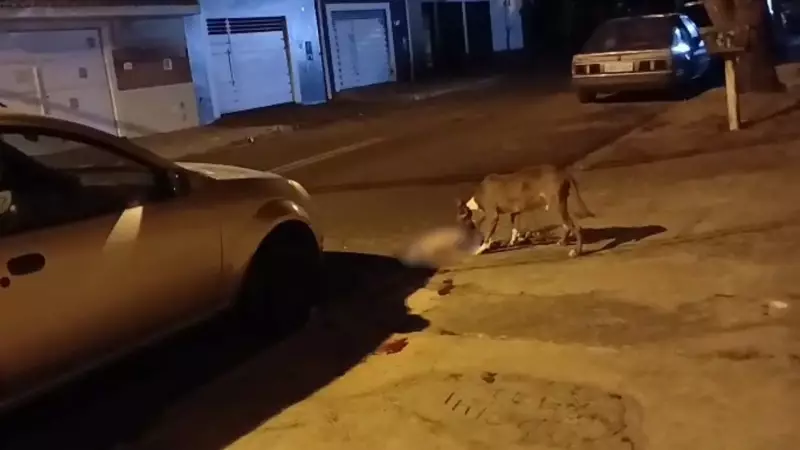 Ataque de Pitbulls em Bauru: Cadela Morre em Cena Chocante de Violência Animal