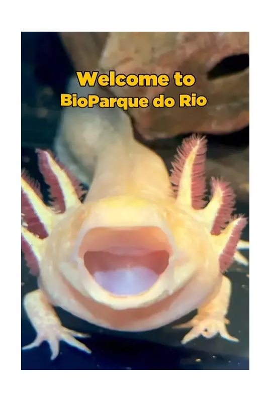 Axl Rose, o axolote do Rio, vira sensação nas redes e ganha homenagem da banda Guns N' Roses