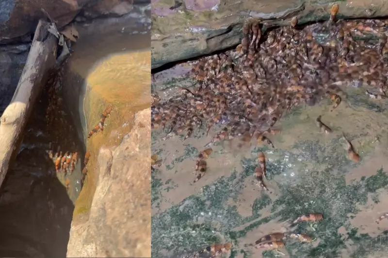 Bagres Escalam Cachoeiras de 4 Metros: O Incrível Poder de Superação da Natureza em MS