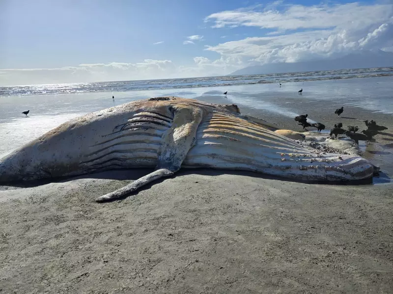 Baleia Jubarte de 10 Metros Morre e Aparece em Praia de Caraguatatuba: Entenda o Caso