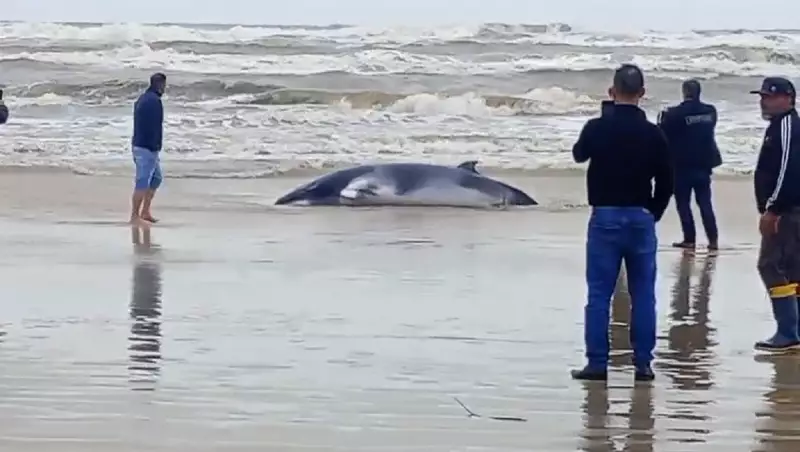 Baleia vive drama no litoral gaúcho: encalha duas vezes em apenas 20 minutos