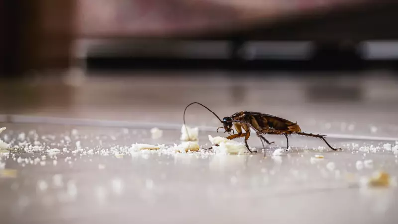 Baratas Invadindo Sua Casa? Descubra 3 Métodos Naturais Infalíveis para Eliminar Esta Praga!