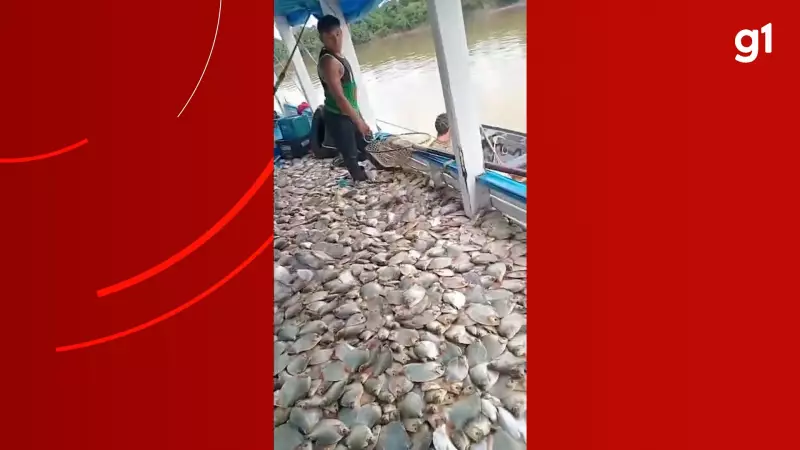 Barco vira piscina gigante no Amazonas após pesca espetacular com milhares de peixes