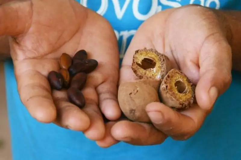 Baru: A Semente do Cerrado que Promete Revolucionar a Nutrição e a Beleza