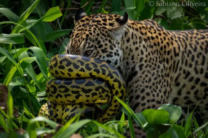 Batalha Épica no Pantanal: Sucuri Enrola no Focinho de Onça-Pintada em Cena Rara