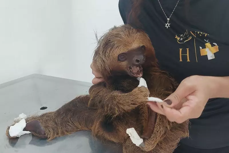 Bichos-preguiça são resgatados de área residencial em Cacoal, RO: veja o salvamento