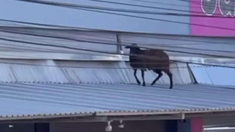 Bode Aventureiro Vira Sensação ao Passear no Telhado de Loja em Iperó; VÍDEO