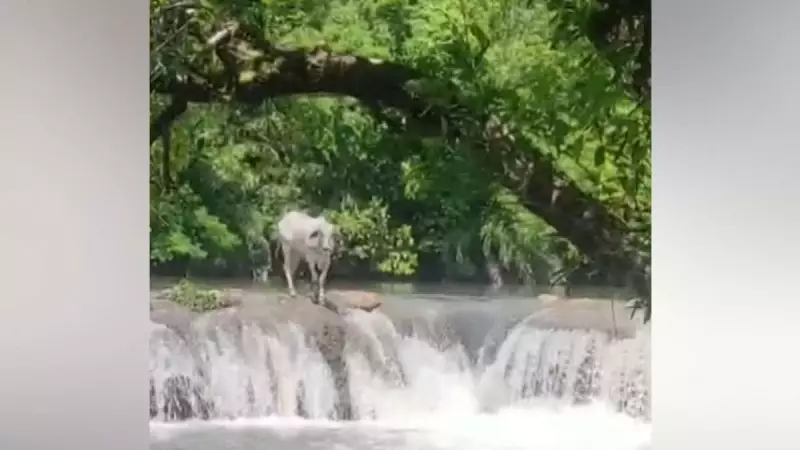 Boi dá mergulho radical em cachoeira e deixa turistas em choque; VÍDEO impressionante