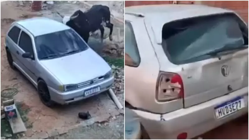 Boi Enfurecido Invade Residência no Cariri e Deixa Rastro de Destruição; Veja o Vídeo!