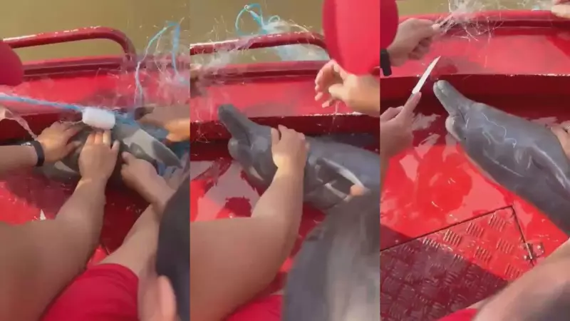 Bombeiros Realizam Resgate Comovente de Filhote de Boto Preso em Rede no Rio Amazonas