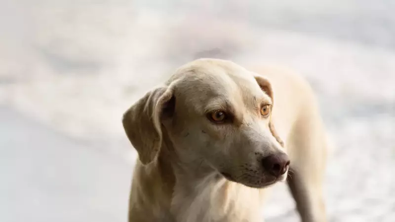 Brasil no Topo: Saiba Por Que Somos Um dos Países Com Mais Cães do Mundo