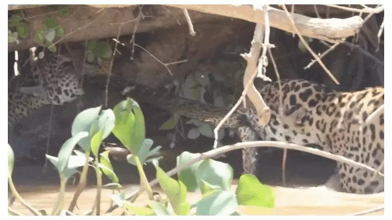 Cabo de guerra selvagem: Onças-pintadas disputam sucuri em cena rara no Pantanal de MT