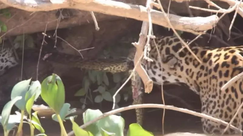 Cabo de Guerra Selvagem: Onças Pintadas Enfrentam Sucuri Gigante no Pantanal em Cena Rara