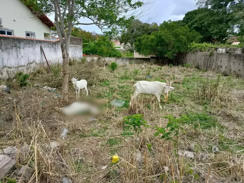Cabritos Resgatados em Iguaba Grande: Um Morto e Outros em Estado de Vulnerabilidade Após Denúncia