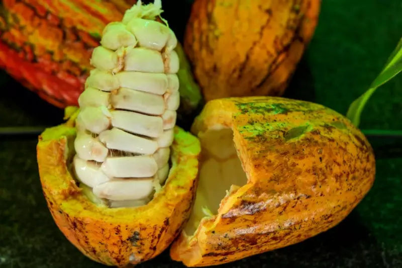 Cacau de Rondônia Brilha Nacionalmente: Produtores do Estado São Finalistas em Prêmio de Chocolate Especial