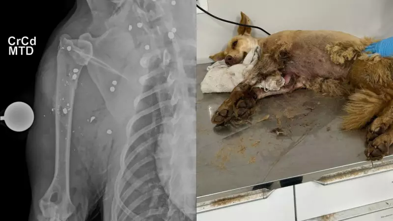Cachorra envenenada com chumbinho é resgatada em estado grave em Gaspar - Histórico de casos preocupa moradores