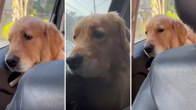 Cachorra faz show dramático ao trocar de lugar no carro e vídeo viraliza nas redes