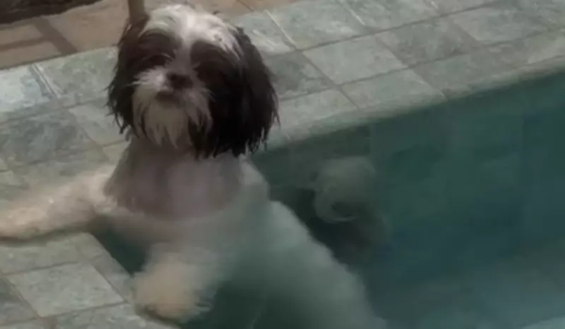 Cachorrinha vira sensação na web ao pular na piscina para fugir do calor em Presidente Prudente