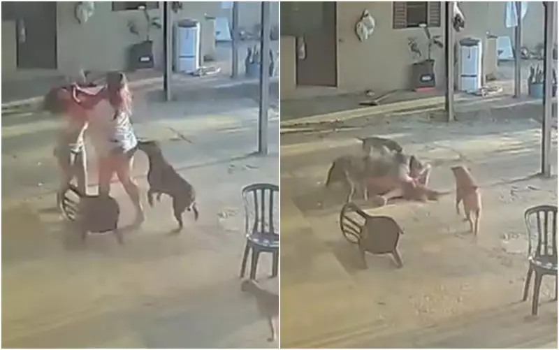 Cachorro vira herói inesperado ao tentar separar briga entre mulheres em Goiás; vídeo emociona