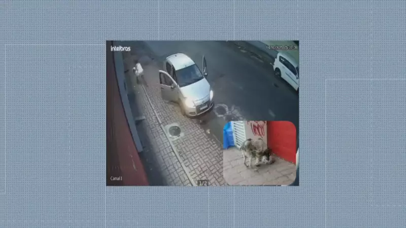 Cadela é abandonada com pata quebrada no Rio: caso choca e mobiliza protetores