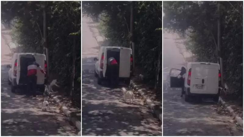 Cadela é atropelada e morre após dono abandonar ela e filhotes na Grande SP