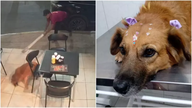 Cadela é brutalmente agredida a pauladas no Ceará e luta pela sobrevivência