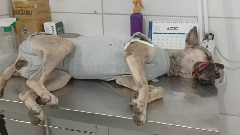 Cadela é brutalmente esfaqueada em praça pública do Piauí; caso choca moradores