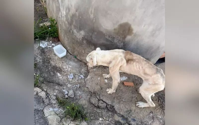 Cadela Boxer é Resgatada de Maus-Tratos em Itapetininga: História Comove a Região