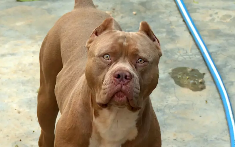 Cadela Comunitária é Morta por Cães da Raça 'Pit Monster' em Condomínio de MG; Polícia Civil Investiga