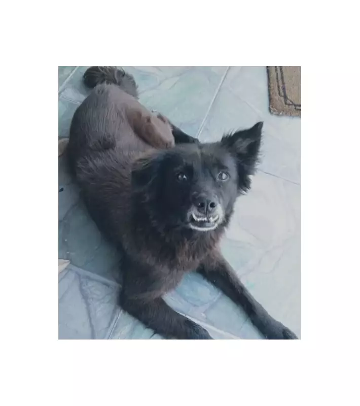 Cadela morre eletrocutada em parque de diversões no Rio: tragédia alerta sobre segurança