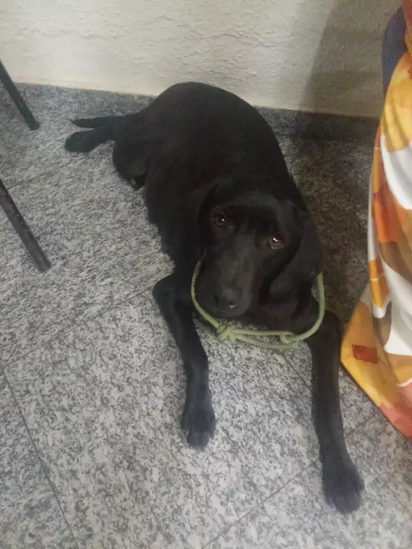 Cadela prenha sofre maus-tratos em Três Rios: homem é acusado de crueldade animal