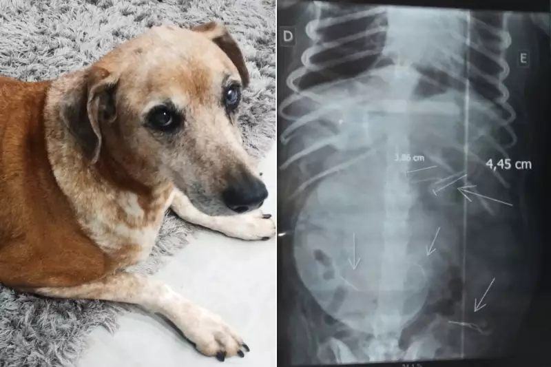 Cadela sobrevive após comer salsicha recheada com AGULHAS em calçada de SP; polícia investiga vizinho como suspeito