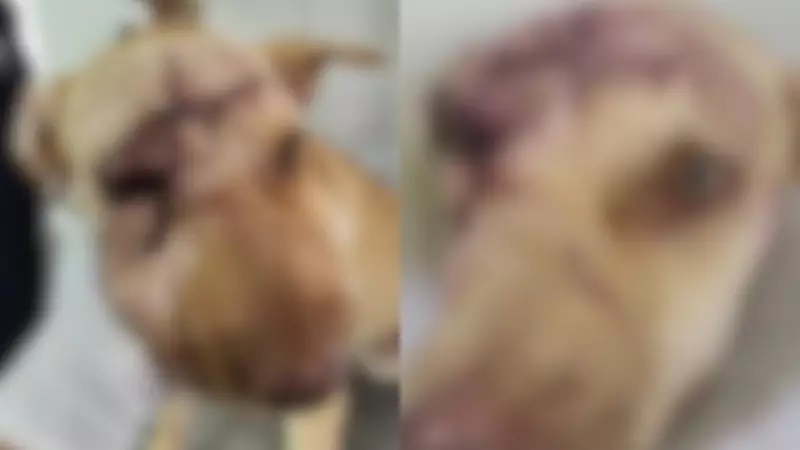 Cadela sofre maus-tratos com cortes na cabeça no Ceará; polícia investiga caso de crueldade animal
